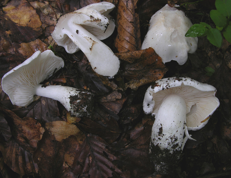 Tricholoma bianchi.